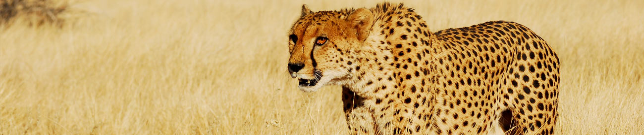 Ultimate South African Safari